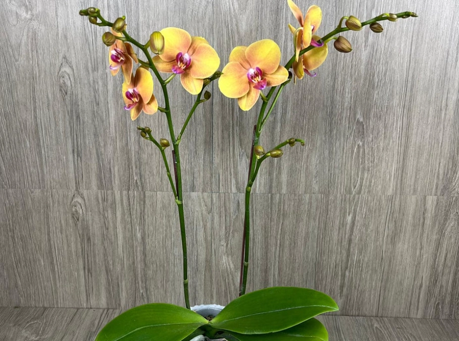 蘭花擺設技巧 蘭花擺設技巧