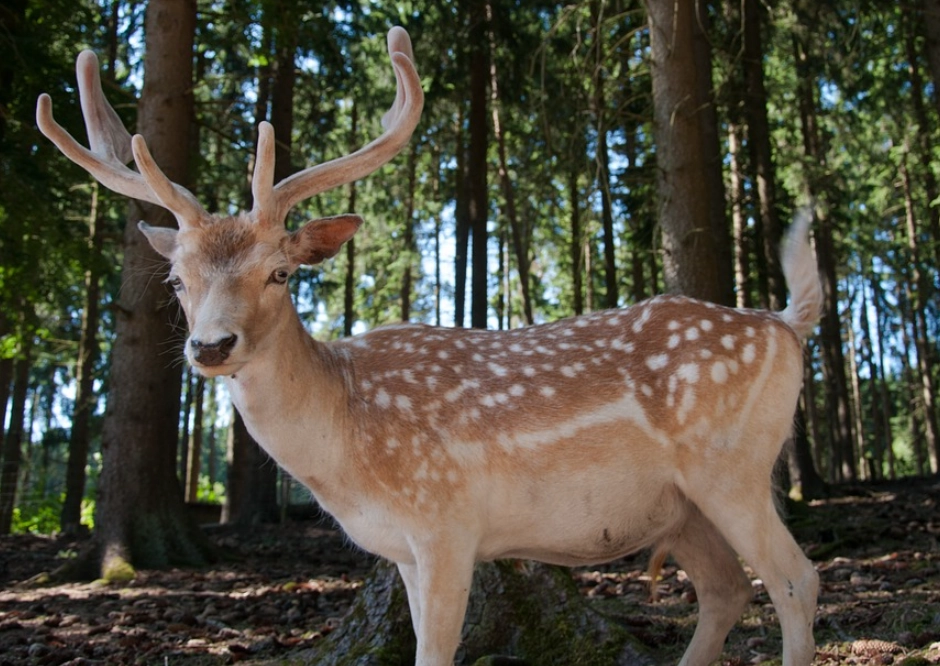 梅花鹿夢境 意義 梅花鹿夢境 意義