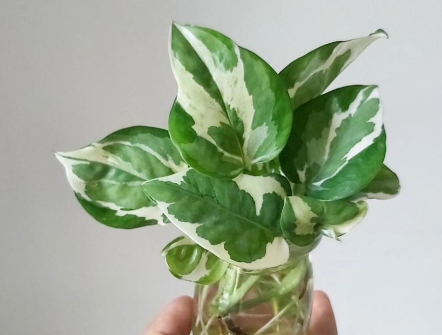 室內耐陰植物 室內耐陰植物