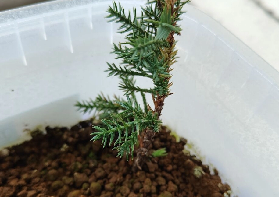 真柏 針葉 變黃