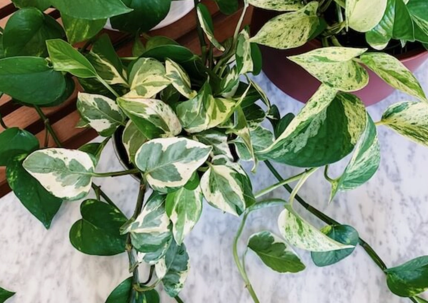 斑葉黃金葛斑點變少 斑葉黃金葛斑點變少