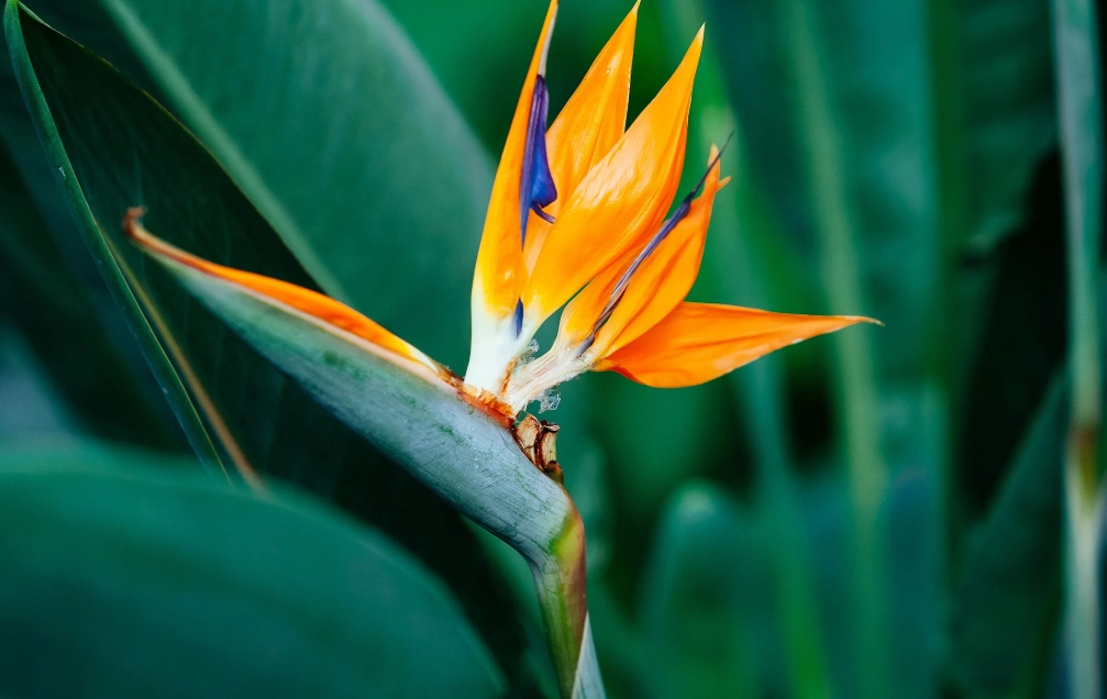 天堂鳥開花時間 天堂鳥開花時間