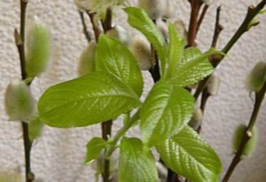 銀柳葉子生長 銀柳葉子生長