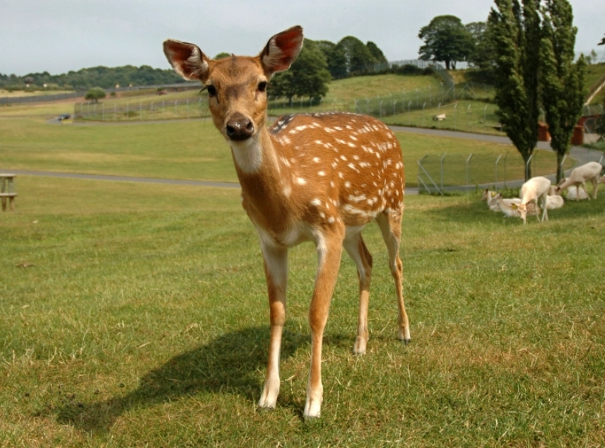 夢見鹿 象徵 夢見鹿 象徵