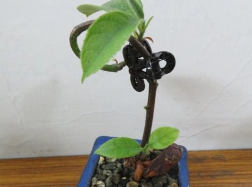 榴槤盆栽種植 榴槤盆栽種植