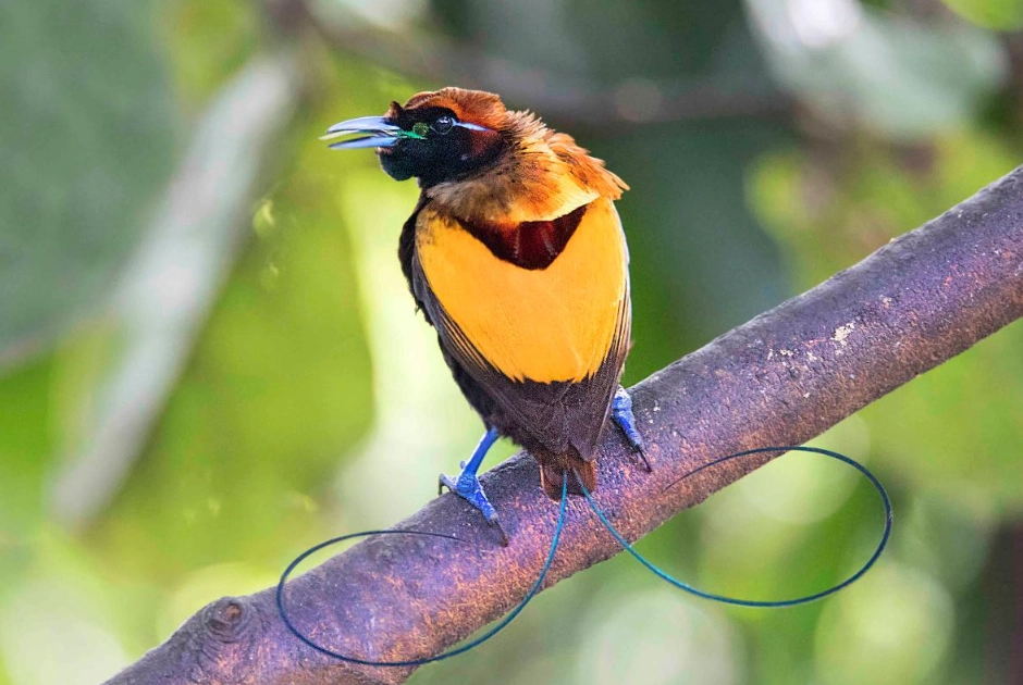 天堂鳥 生態 天堂鳥 生態