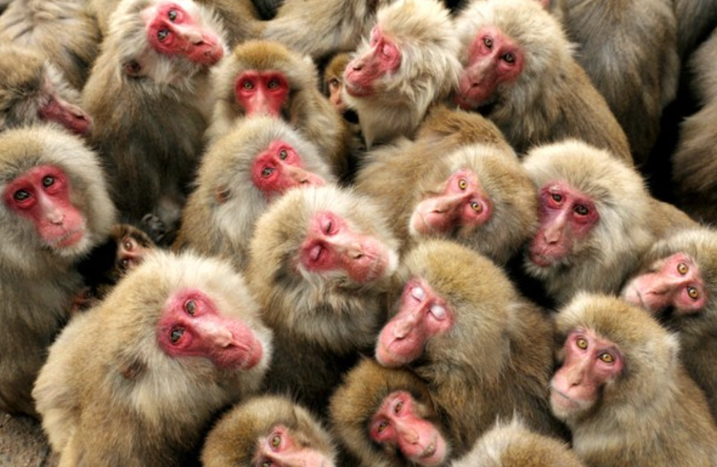 夢見很多猴子 意思 夢見很多猴子 意思