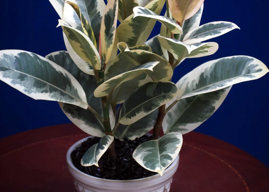 室內大型觀葉植物