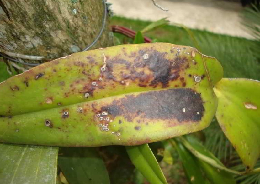 蘭花葉斑病治療