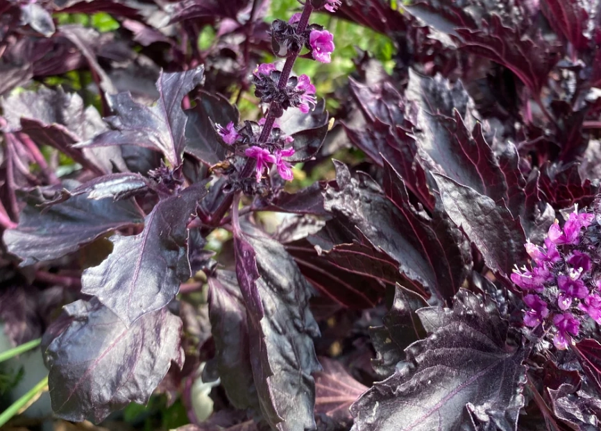 紫羅勒水肥管理