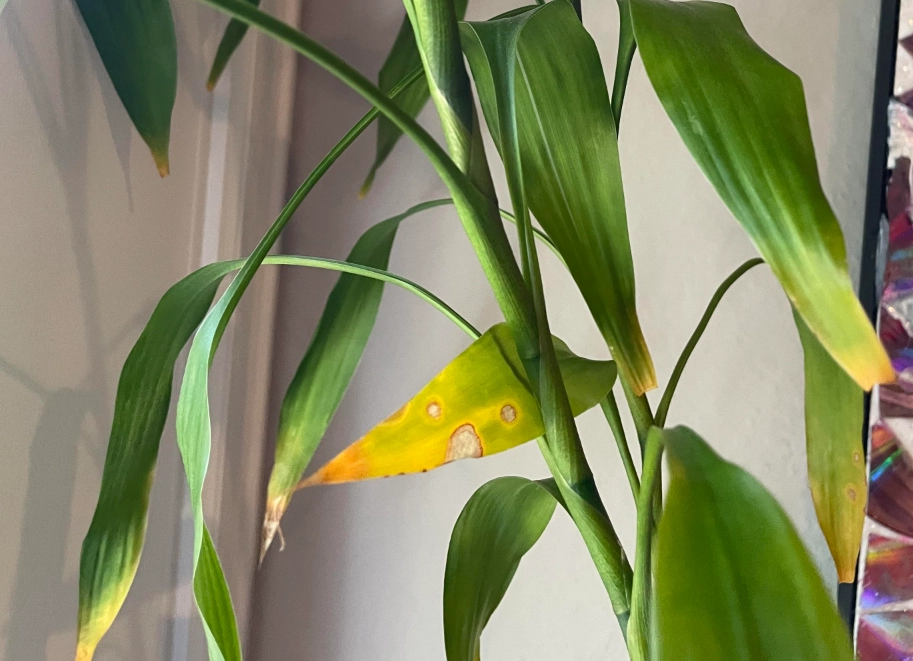 富貴竹葉子變黃處理