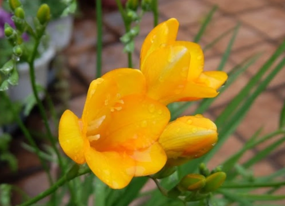 小蒼蘭 花語 黃色 小蒼蘭 花語 黃色