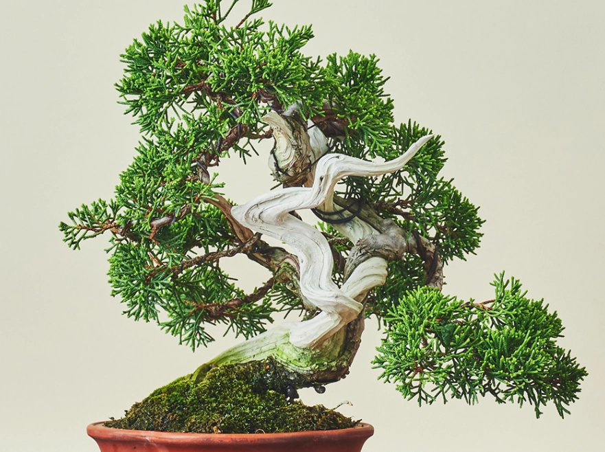 真柏澆水 真柏澆水