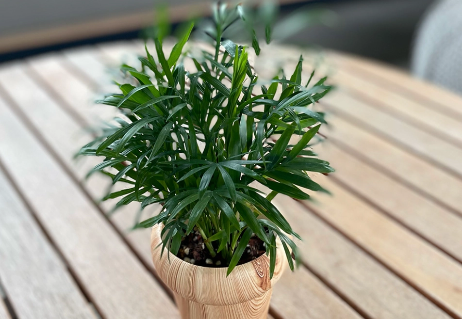 袖珍椰子貓 照顧