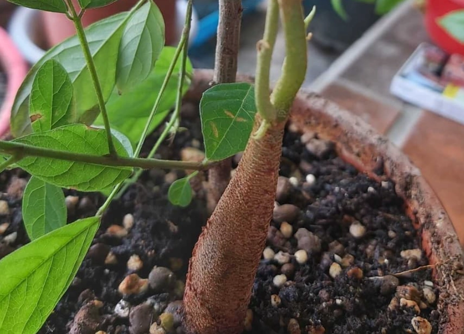 榴槤種子盆栽教學 榴槤種子盆栽教學