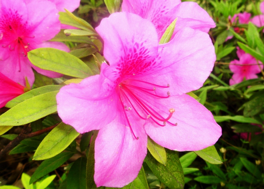 杜鵑花中毒症狀