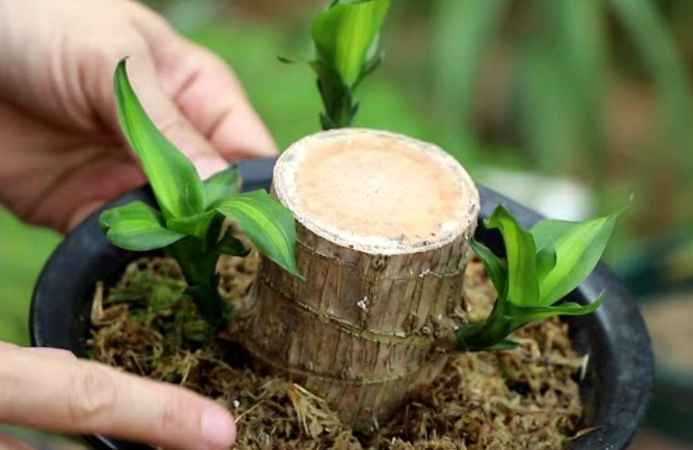 巴西木土種 巴西木土種