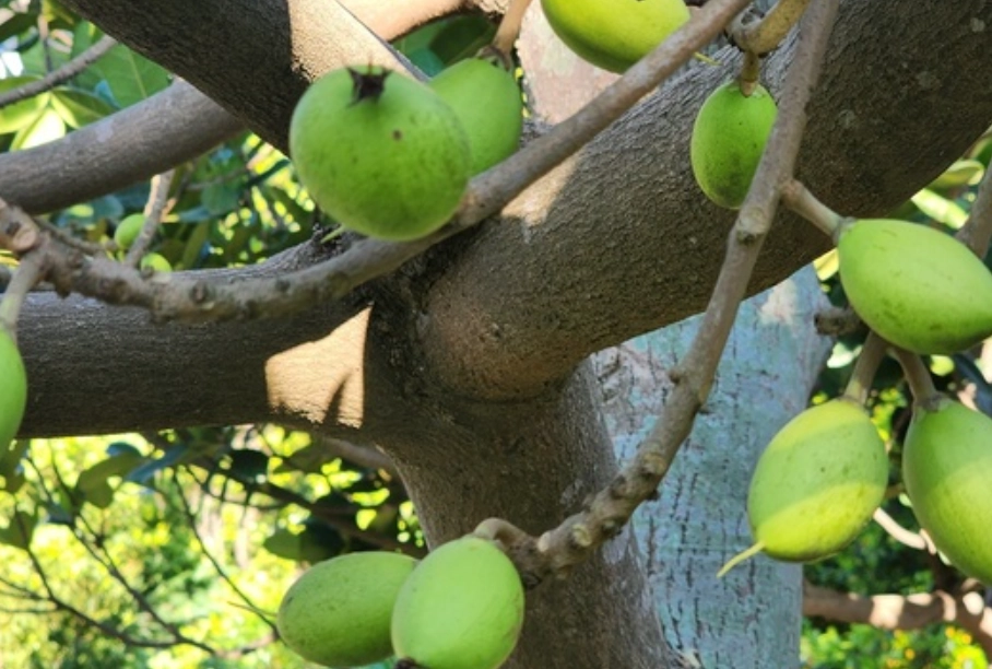 小葉欖仁果實有毒嗎 小葉欖仁果實有毒嗎