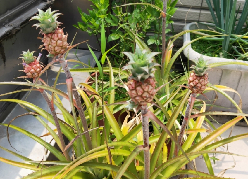 室內植物照顧 室內植物照顧