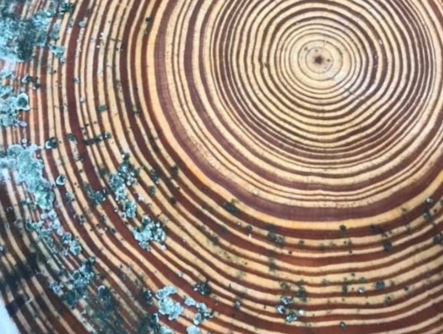 漂白水除霉方法