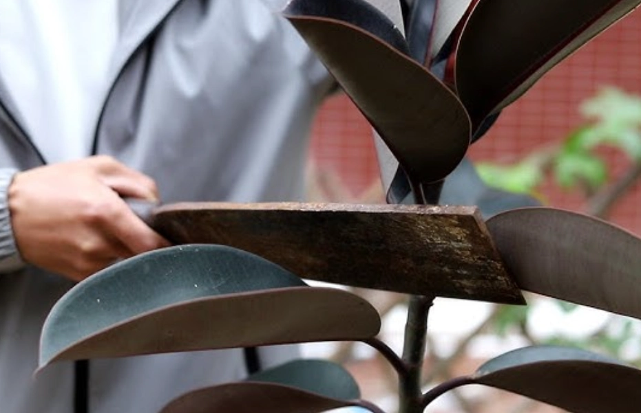 橡皮樹修剪時機