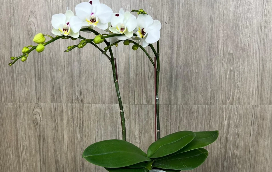 蘭花擺設技巧 蘭花擺設技巧