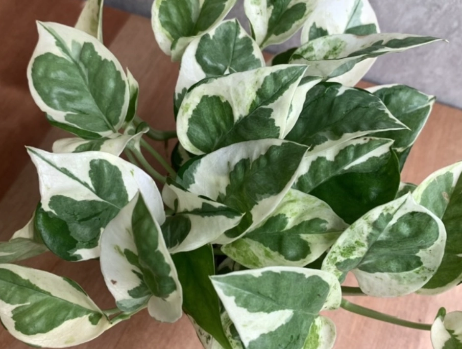 黃金葛水培方法 黃金葛水培方法