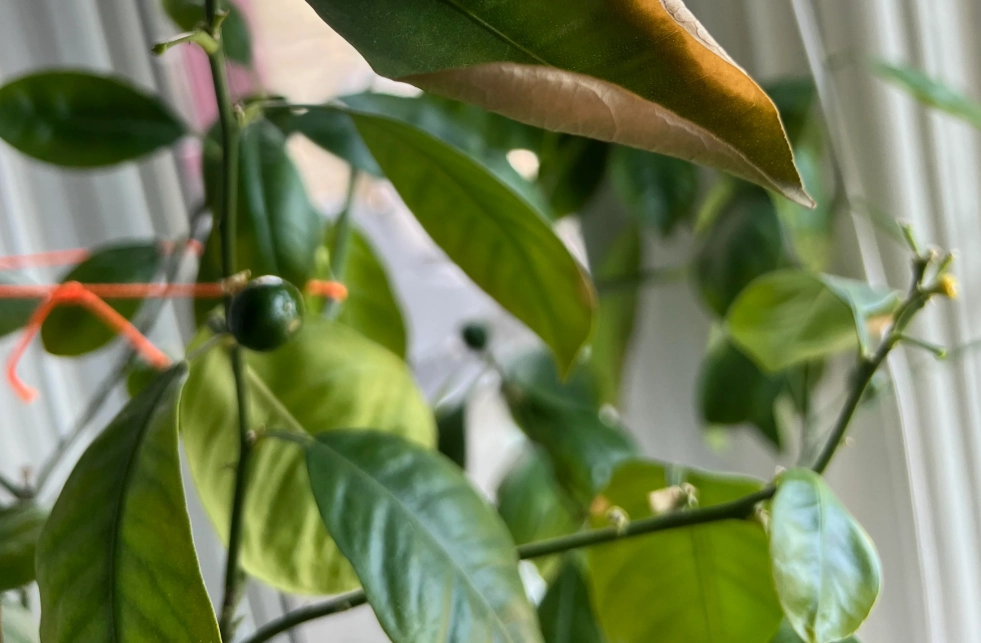 金吉黃葉 地點 金吉黃葉 地點