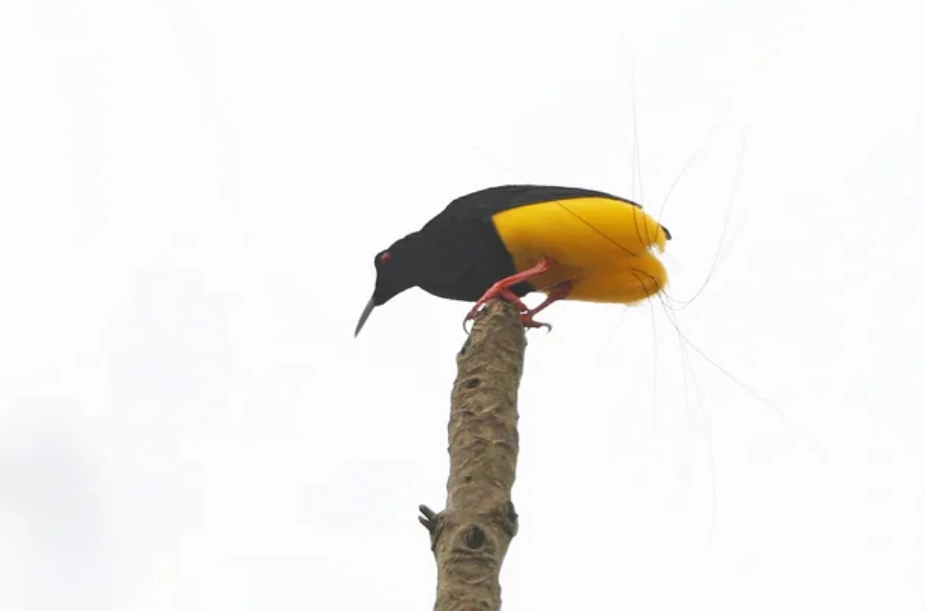 天堂鳥 生態 天堂鳥 生態