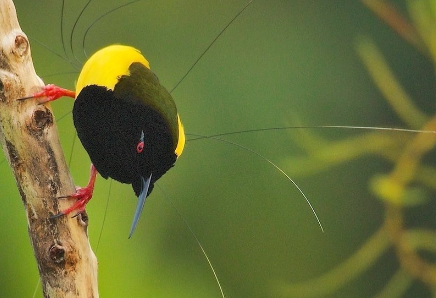 新幾內亞 觀鳥 新幾內亞 觀鳥