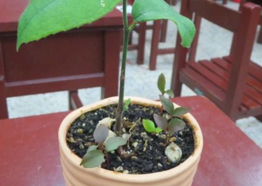 榴槤種子發芽 榴槤種子發芽