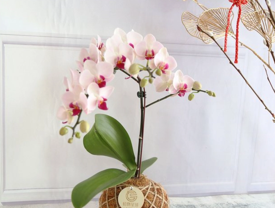 蘭花 水苔 球 蘭花 水苔 球