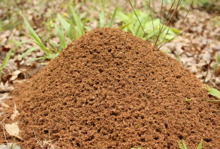 螞蟻窩夢境意義