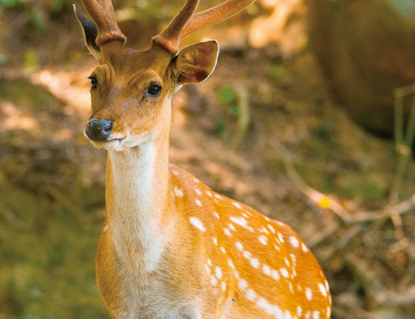 梅花鹿夢境 意義 梅花鹿夢境 意義