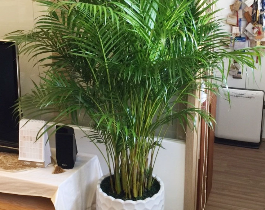 黄椰子病虫害 黄椰子病虫害