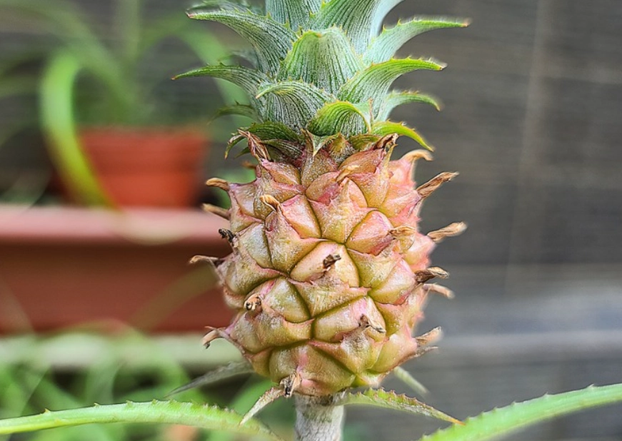 觀賞鳳梨盆栽 觀賞鳳梨盆栽