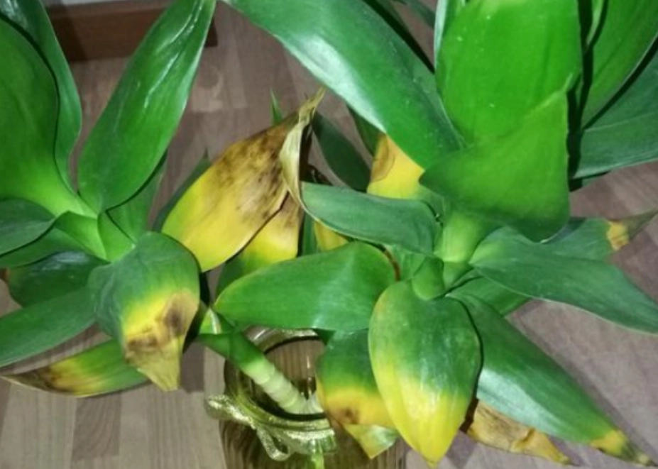 觀音竹葉子變黃處理 觀音竹葉子變黃處理