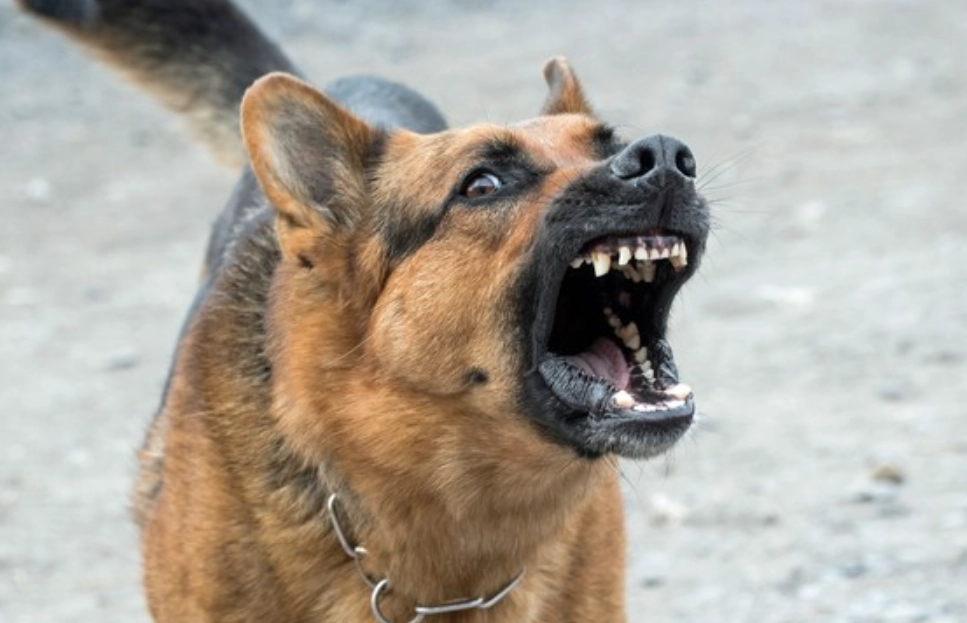 夢見狗叫周公解夢 夢見狗叫周公解夢