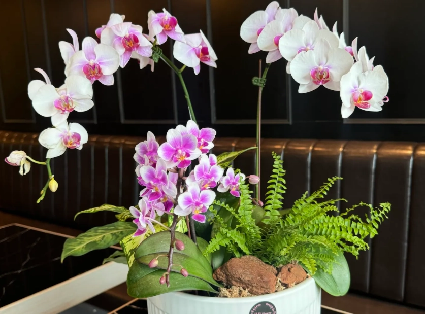 蘭花養護擺設 蘭花養護擺設