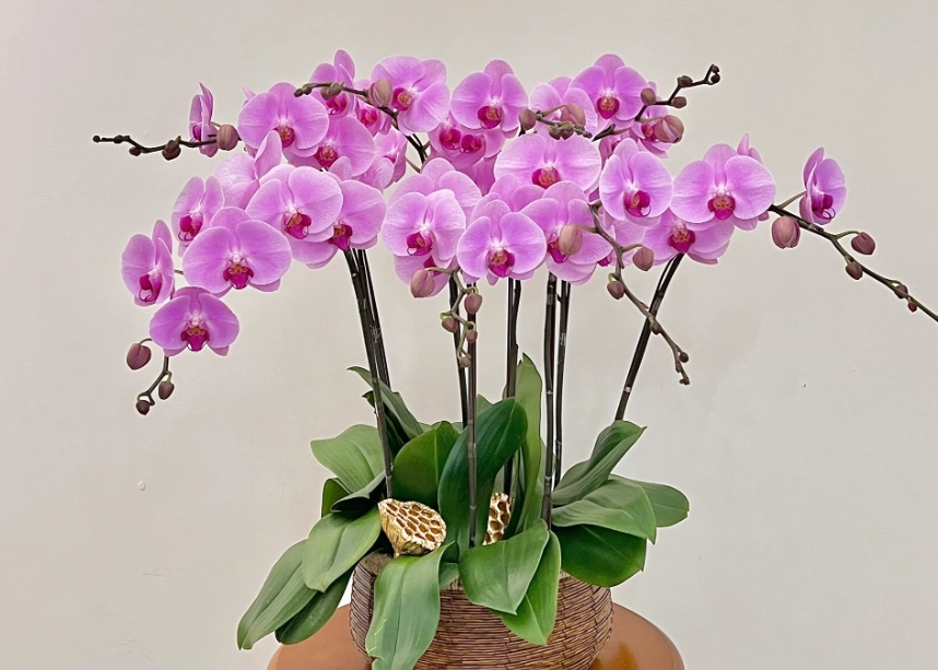 室內蘭花裝飾 室內蘭花裝飾