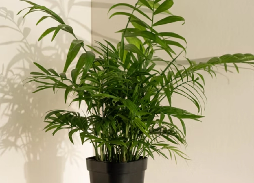 袖珍椰子貓 照顧