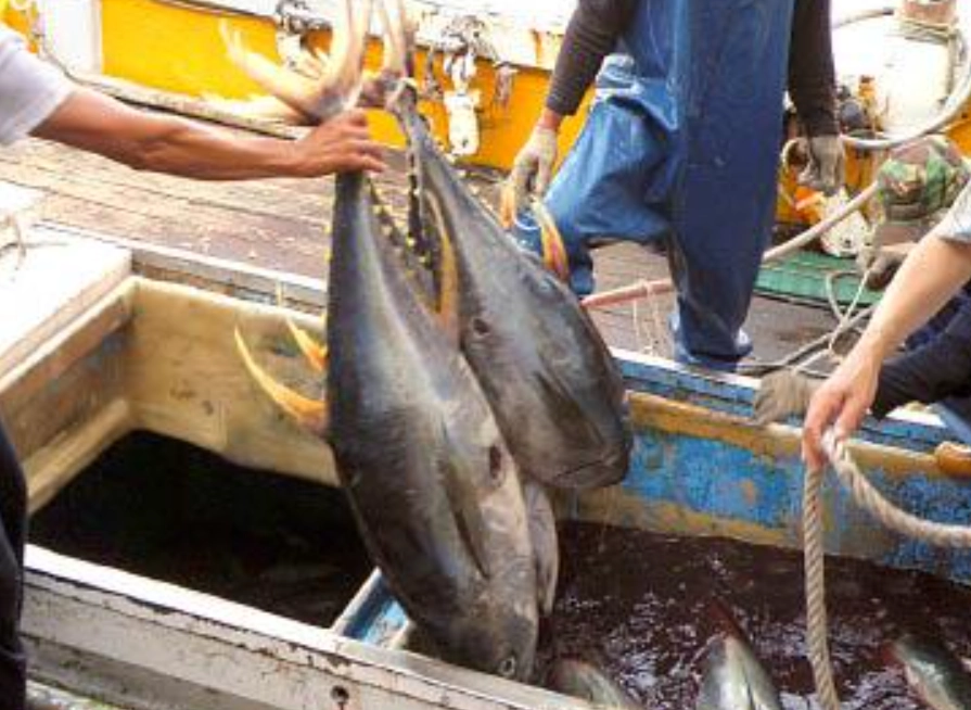 釣魚季節 台灣 釣魚季節 台灣