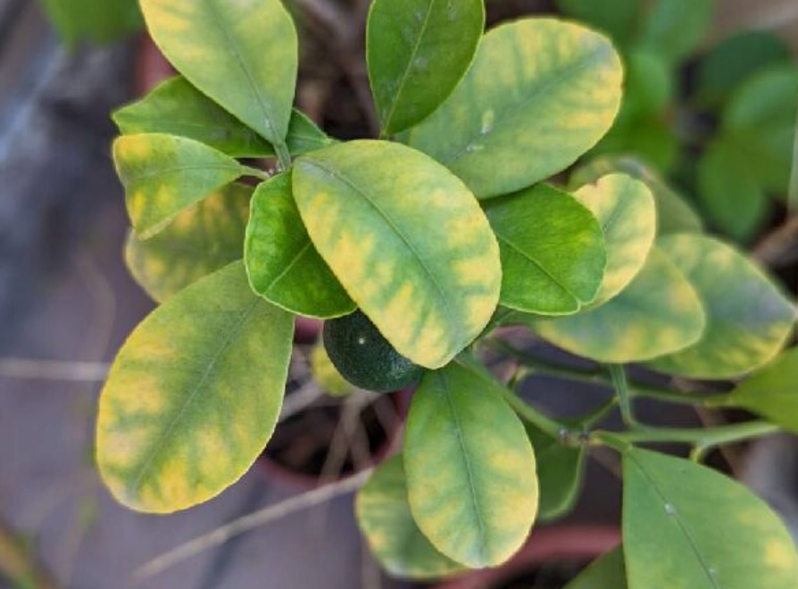 金吉黃葉 地點 金吉黃葉 地點