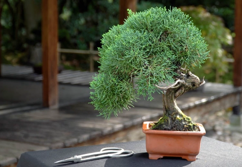 柏樹盆栽照顧 柏樹盆栽照顧