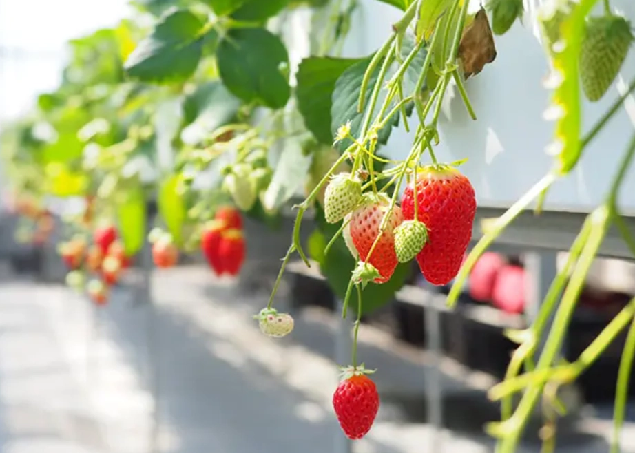 苗栗旅遊 苗栗旅遊