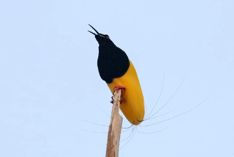 十二線天堂鳥 觀察 十二線天堂鳥 觀察