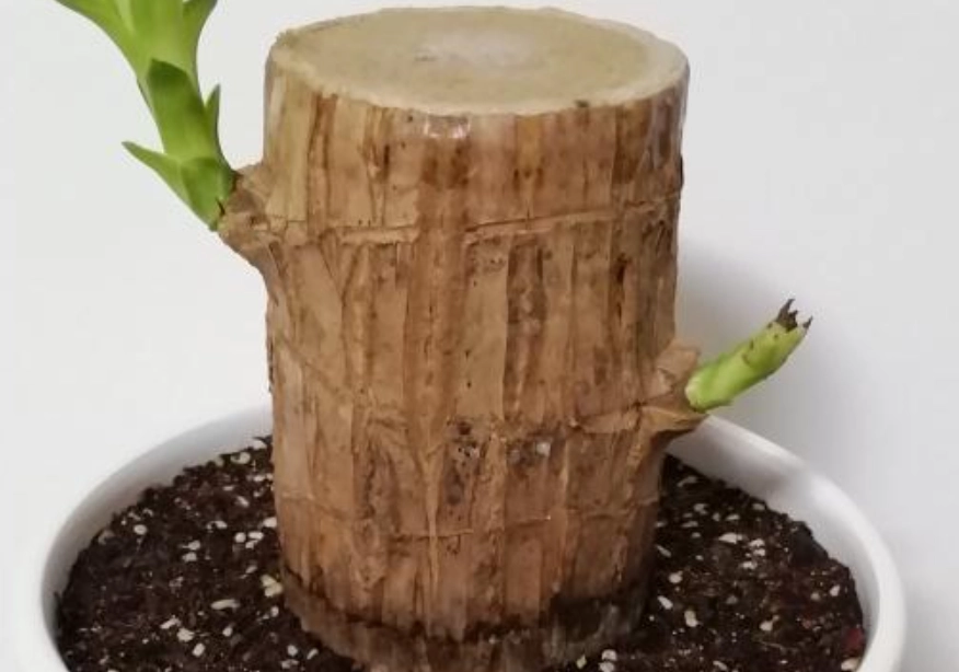 巴西木盆栽 巴西木盆栽