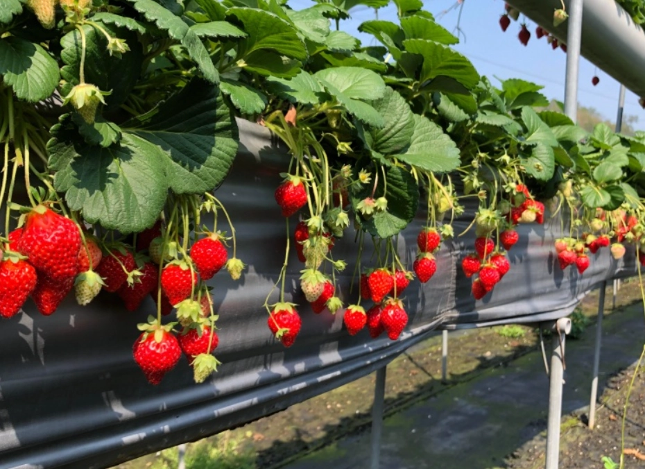 苗栗採草莓 苗栗採草莓