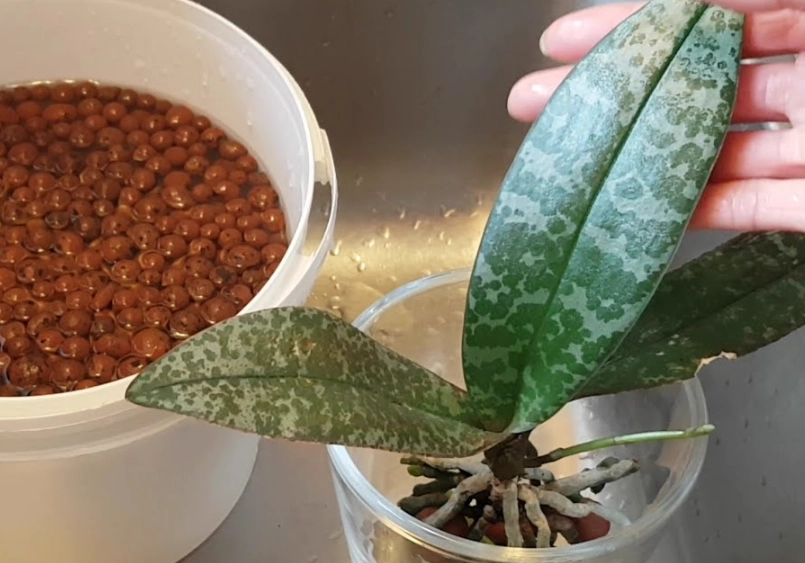 半水耕 蝴蝶蘭 半水耕 蝴蝶蘭