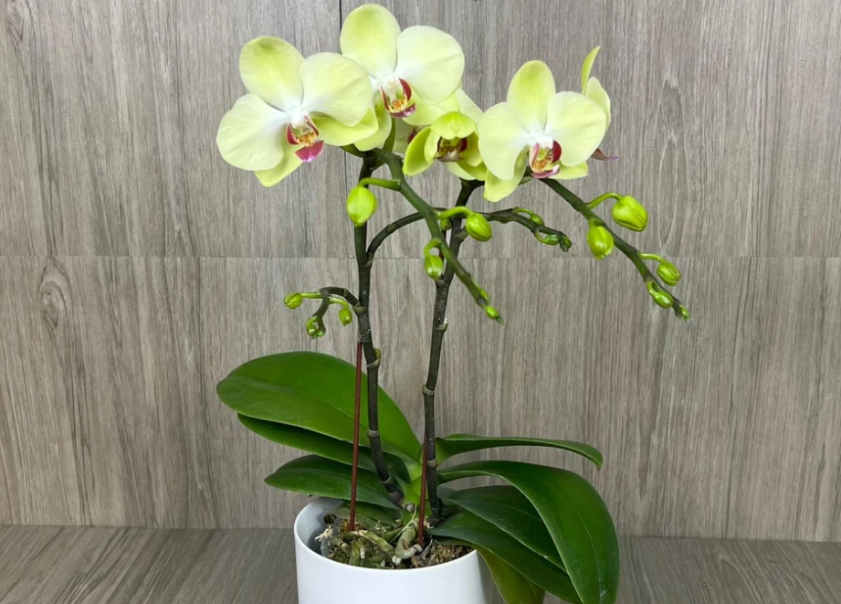 室內蘭花裝飾 室內蘭花裝飾